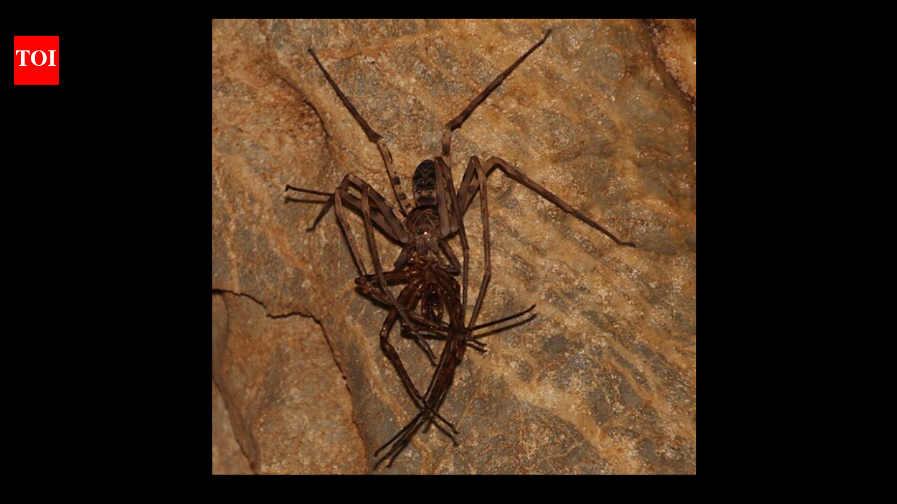 Giant huntsman spider: The 11.8-inch discovery that shocked science |