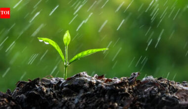 Plants Can Hear Rain: Breakthrough study shows plants can hear the sound of rain |
