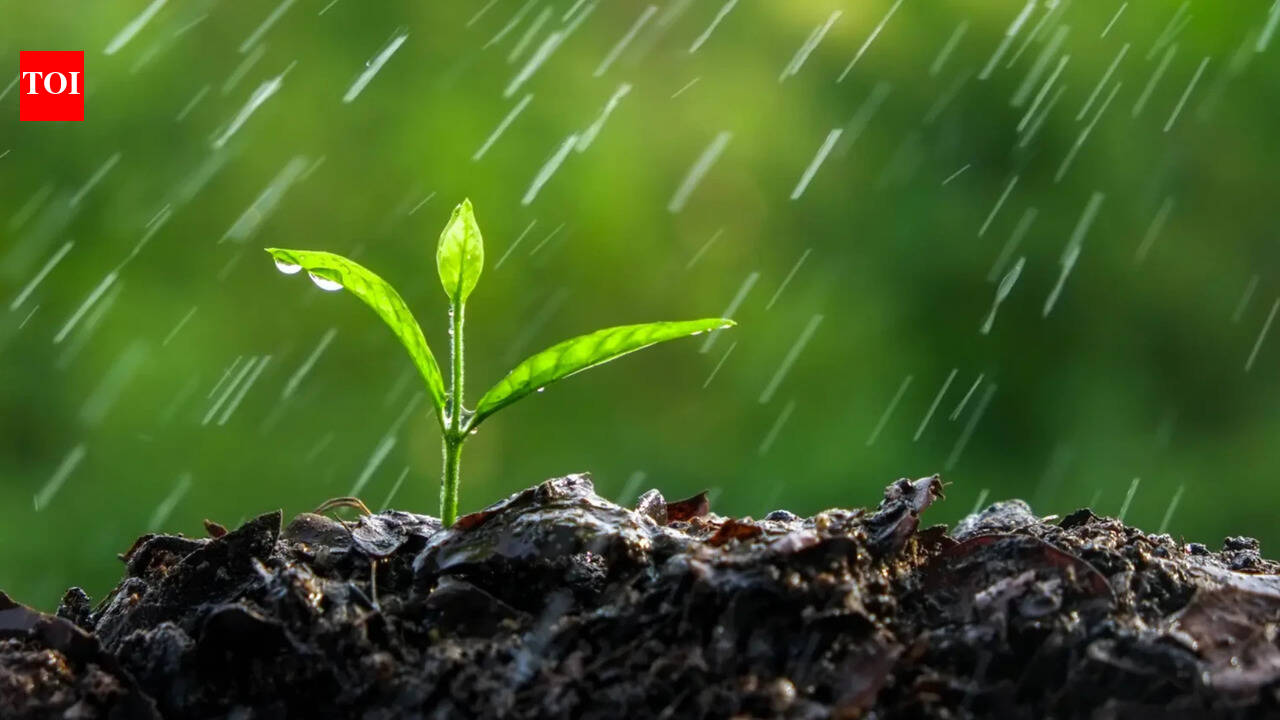 Plants Can Hear Rain: Breakthrough study shows plants can hear the sound of rain |
