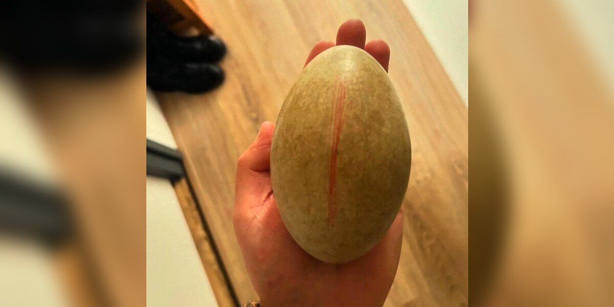 Man Incubates A Large Egg Left Behind By Its Mama — Then A Majestic Bird Emerges