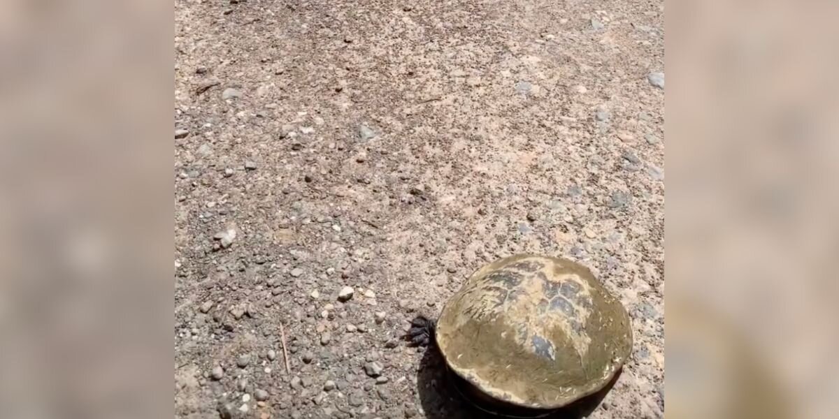 Driver Pulls Over When He Spots ‘Rock’ On Busy Road — Then He Sees A Leg Pop Out