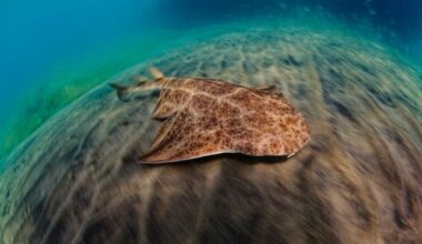 ‘Are we waiting for this species to go extinct?’ Inside the fight to save rare angel sharks off west coast of Ireland