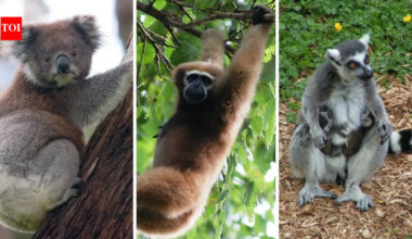 Meet the unexpected animals that can grab, grip and climb like humans