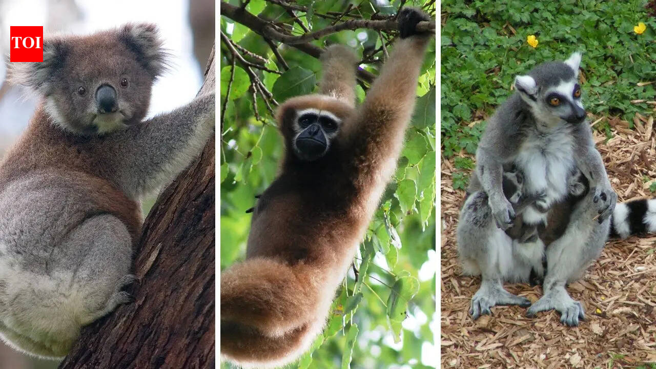 Meet the unexpected animals that can grab, grip and climb like humans