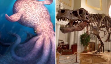 Ancient octopus ancestors may have been 'gigantic' predators during dinosaur age