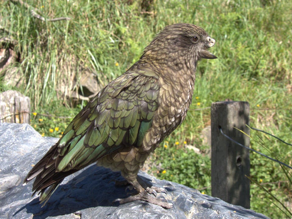 Bruce the Kea on a rock (Credit: Alex Grabham)
