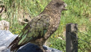 How Bruce The Broken Beaked Kea Became King Of His Circus