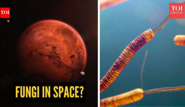 Fungi in space? Study finds surprising survival ability in Mars-like conditions