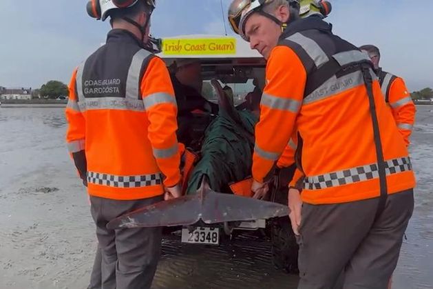 Dolphin rescued and brought to safety after struggling off Dublin’s Sandymount Strand
