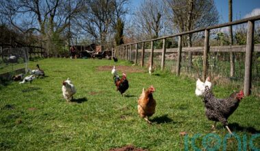 Bird flu restrictions eased across the island of Ireland