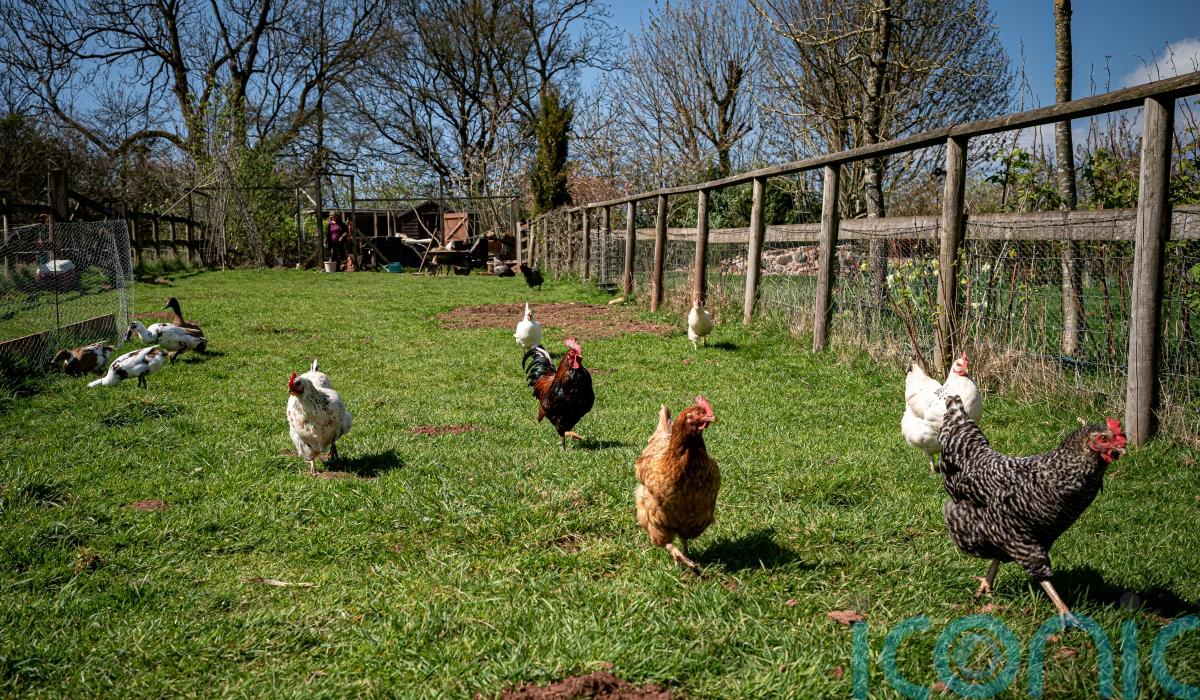 Bird flu restrictions eased across the island of Ireland
