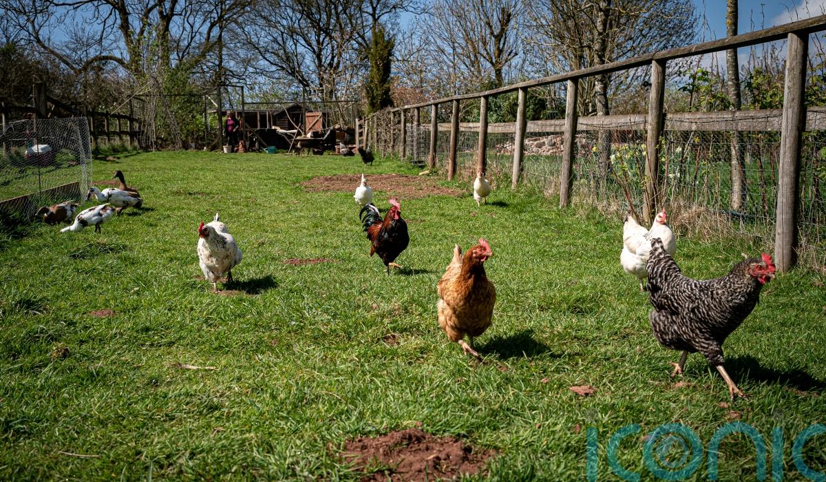 Bird flu restrictions eased across the island of Ireland