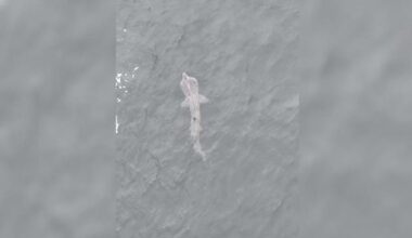 Basking sharks return to Galway waters as video shows majestic creature swim along coastline