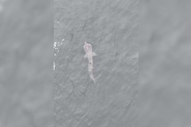 Basking sharks return to Galway waters as video shows majestic creature swim along coastline