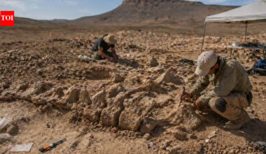 A 70-million-year-old Moroccan fossil reveals "dinosaur highways" across continents |