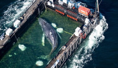 Barge carrying humpback whale journeys to North Sea