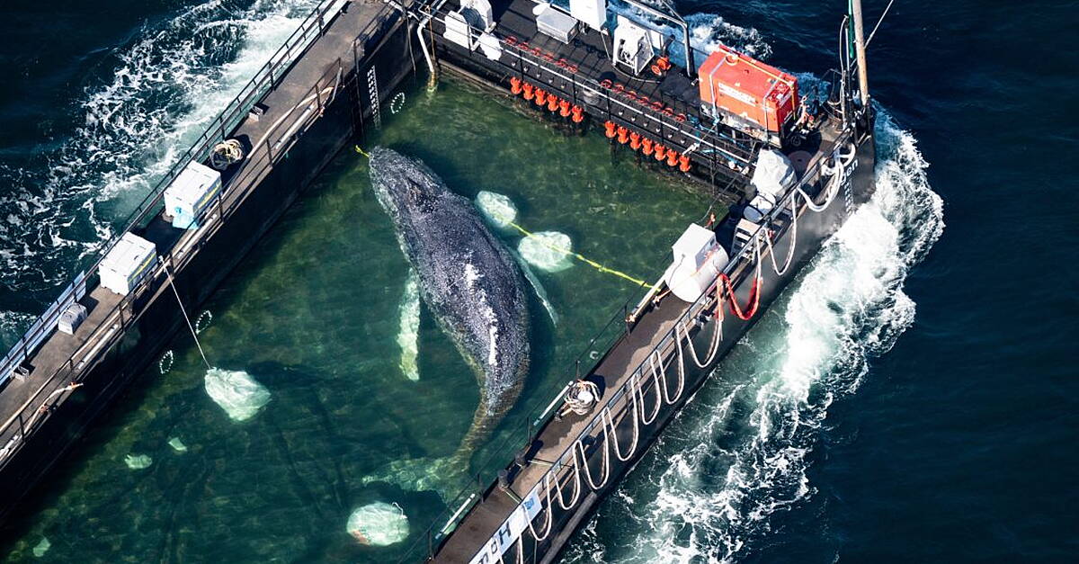 Barge carrying humpback whale journeys to North Sea