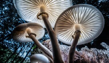 22 extraordinary photos from the Nat Geo archives: jazz in Japan, a flurry of flamingos, and a sluggish sloth