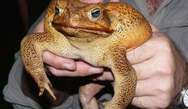Cane toads upend the theory that changes in evolution are glacial