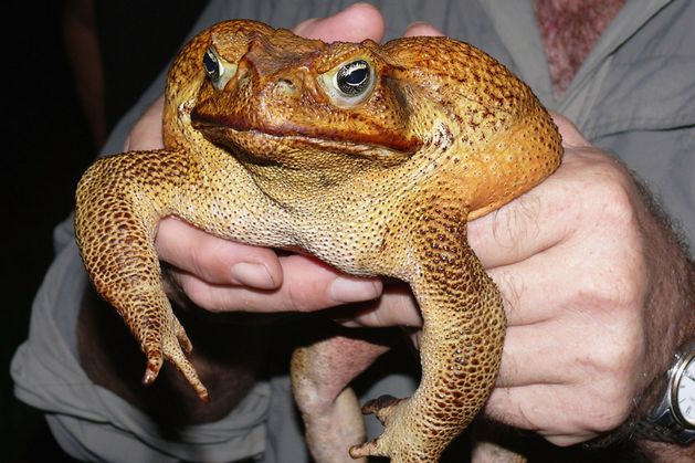 Cane toads upend the theory that changes in evolution are glacial