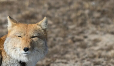 Yahoo lifestyle home