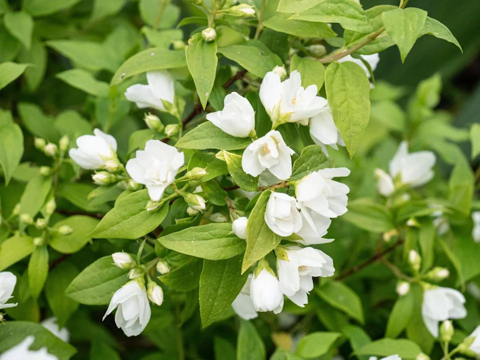 Philadelphus ‘Manteau d’Hermine’ (Alamy/PA)