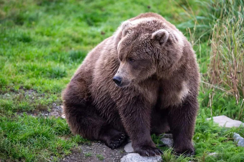 A large Alaskan black bear heavy from feeding on salmon sitting along the shore of Naknek Lake in September in Katmai National Park, Alaska