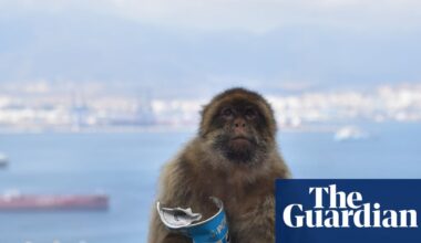 Gibraltar’s monkeys eat mud ‘to avoid upset stomachs from tourist junk food’ | Gibraltar