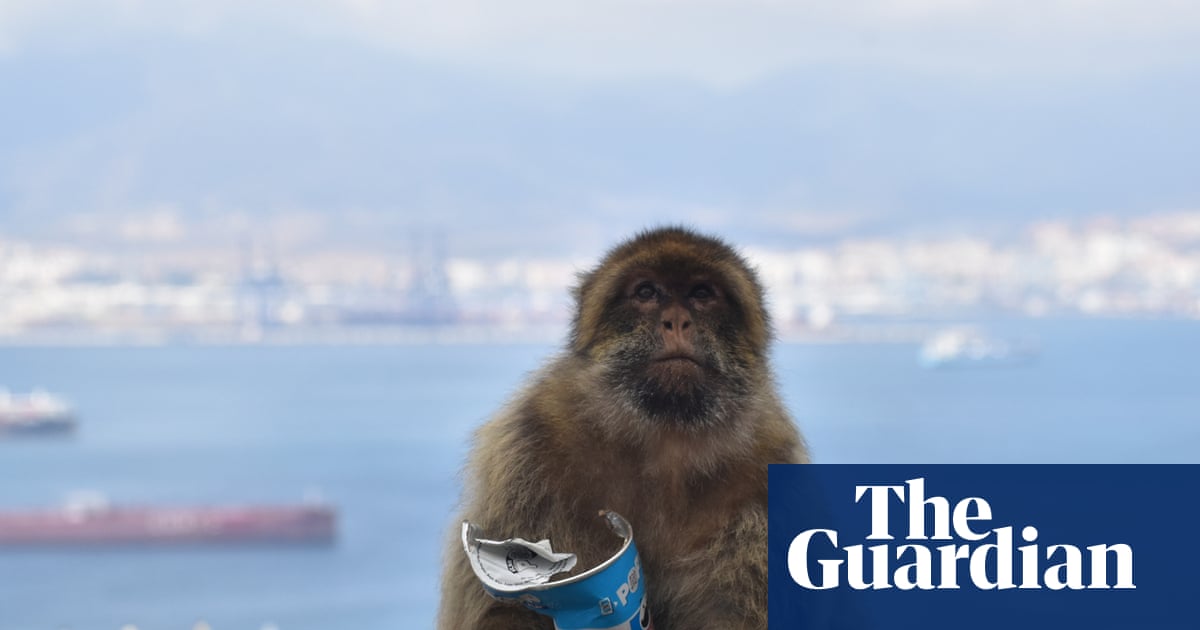 Gibraltar’s monkeys eat mud ‘to avoid upset stomachs from tourist junk food’ | Gibraltar