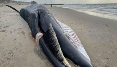Whale Washes Up on Rockaway Beach Following Suspected “Vessel Strike”