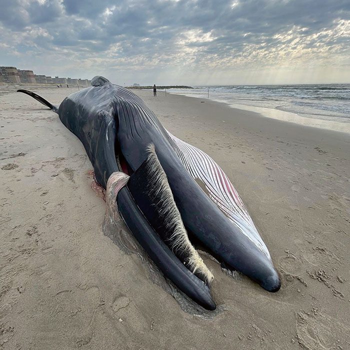 Whale Washes Up on Rockaway Beach Following Suspected “Vessel Strike”