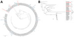 Phylogenetic analysis of the OmpA protein and ompA gene of Chlamydia psittaci in study of 3 fatal gestational psittacosis cases caused by C. psittaci strains belonging to closely related multilocus sequence typing lineages, Japan, 2017–2024. Red text indicates gestational psittacosis cases from in this study (FO-01, YO-02, and NO-03). A) Circular phylogenetic tree of the OmpA protein of 200 strains. Blue indicates representative C. psittaci strains. B) Phylogenetic tree of the ompA gene of the 3 strains from this study and representative C. psittaci genotypes. Scale bar indicates nucleotide or amino acid substitutions per site.