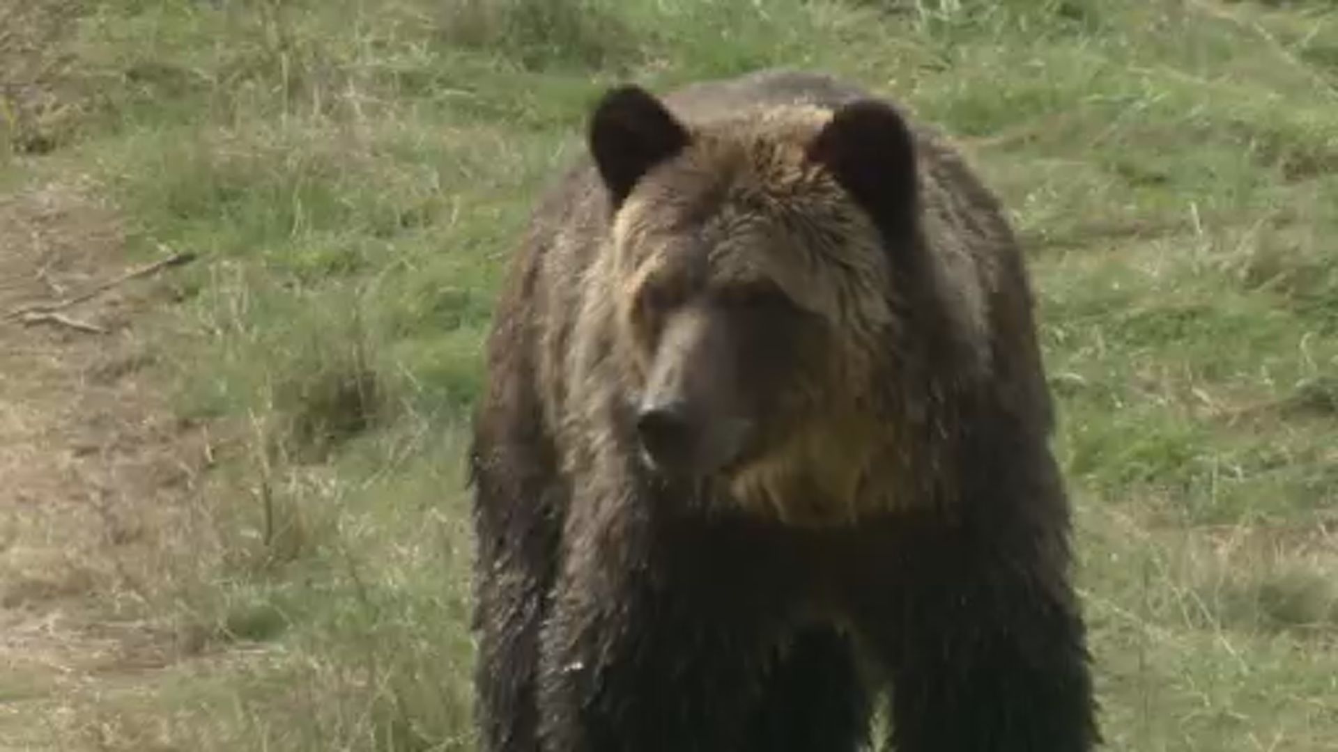 Click to play video: '‘All options on the table’ to manage Alberta’s grizzly population'