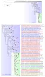 Maximum-likelihood tree based on whole-genome analyses from study of highly pathogenic avian influenza A(H5N1) clade 2.3.4.4b virus causing mass mortality in cranes, Germany, 2025. Tree at top depicts the H5N1 genotype EA-2024-DI.2.1 cluster (blue shading and text) comprising poultry (red tip) and wild bird cases (blue tip) from Germany. For comparison, recent exemplary sequences for previous dominating genotypes DI.2 and DI.1 appear (gray) above the tree. Scale bar indicates substitutions per site. In the expanded tree at bottom, gray numbers at the branches indicate bootstrap values >90%. Sequences from infected cranes (green tip) and their cluster (green shading) are highlighted. A list of virus sequences with relevant metadata is provided (Appendix 2).
