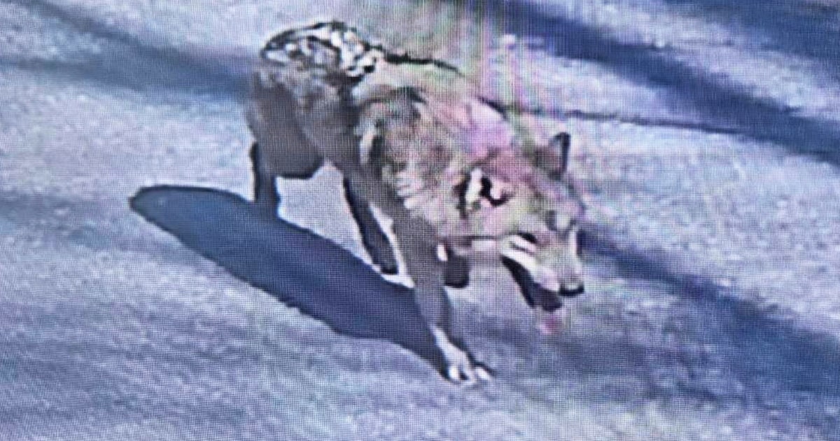 Runaway wolf in South Korea inspires meme coin and presidential concern
