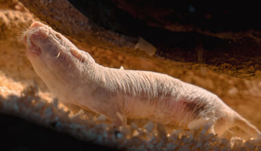 Can naked mole rats peacefully hand over power?
