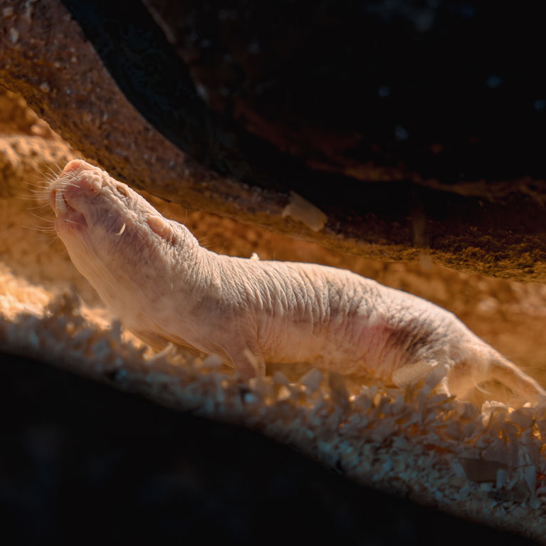 Can naked mole rats peacefully hand over power?