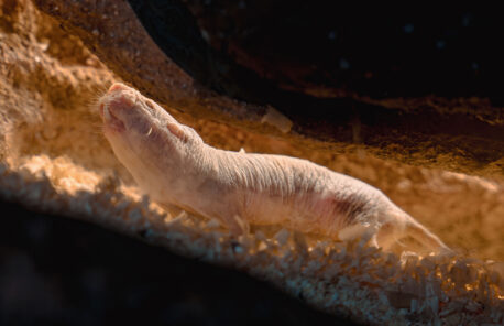 Salk scientists watched a colony of naked mole rats for six years to find that the rodents are capable of peaceful queen succession, demonstrating unappreciated flexibility in their social order.