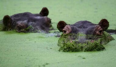 Colombians are divided over the fate of hippos linked to Pablo Escobar