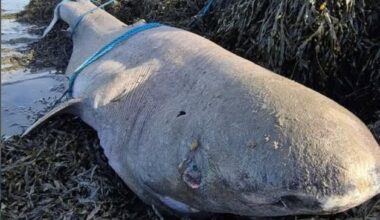 Rare shark washes up on west coast: ‘The elusive Greenland Shark has a life span of several centuries’
