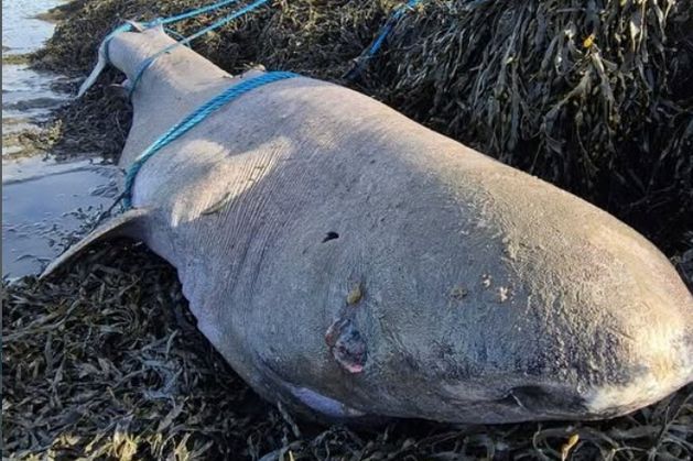 Rare shark washes up on west coast: ‘The elusive Greenland Shark has a life span of several centuries’