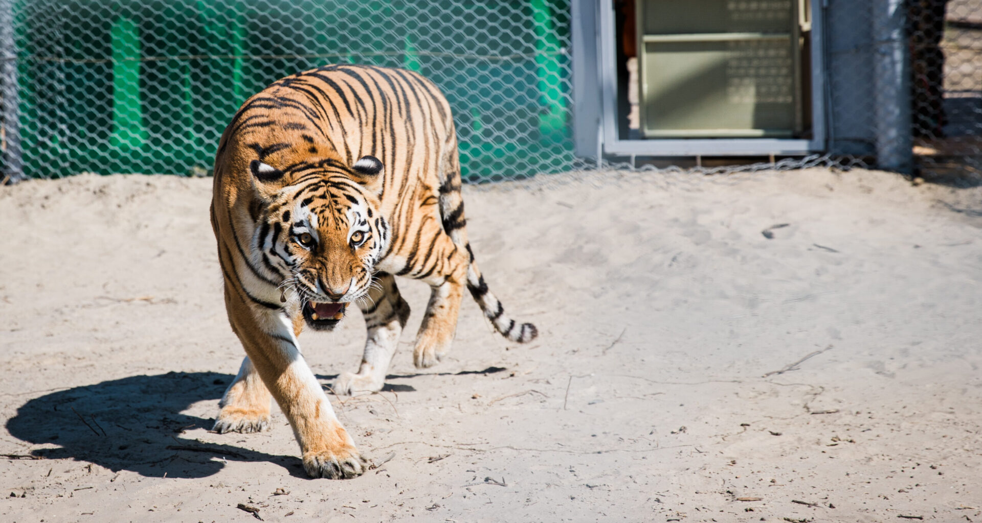 Kazakhstan to Receive Four Amur Tigers from Russia in Landmark Reintroduction Effort