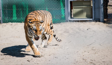 Kazakhstan to Receive Four Amur Tigers from Russia in Landmark Reintroduction Effort