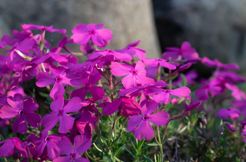 April’s pink moon is named for Phlox subulata. Its colorful flowers are a harbinger of spring.
