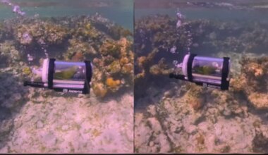 US Man Builds Mini Submarine For Pet Parakeet To Explore Bahamas