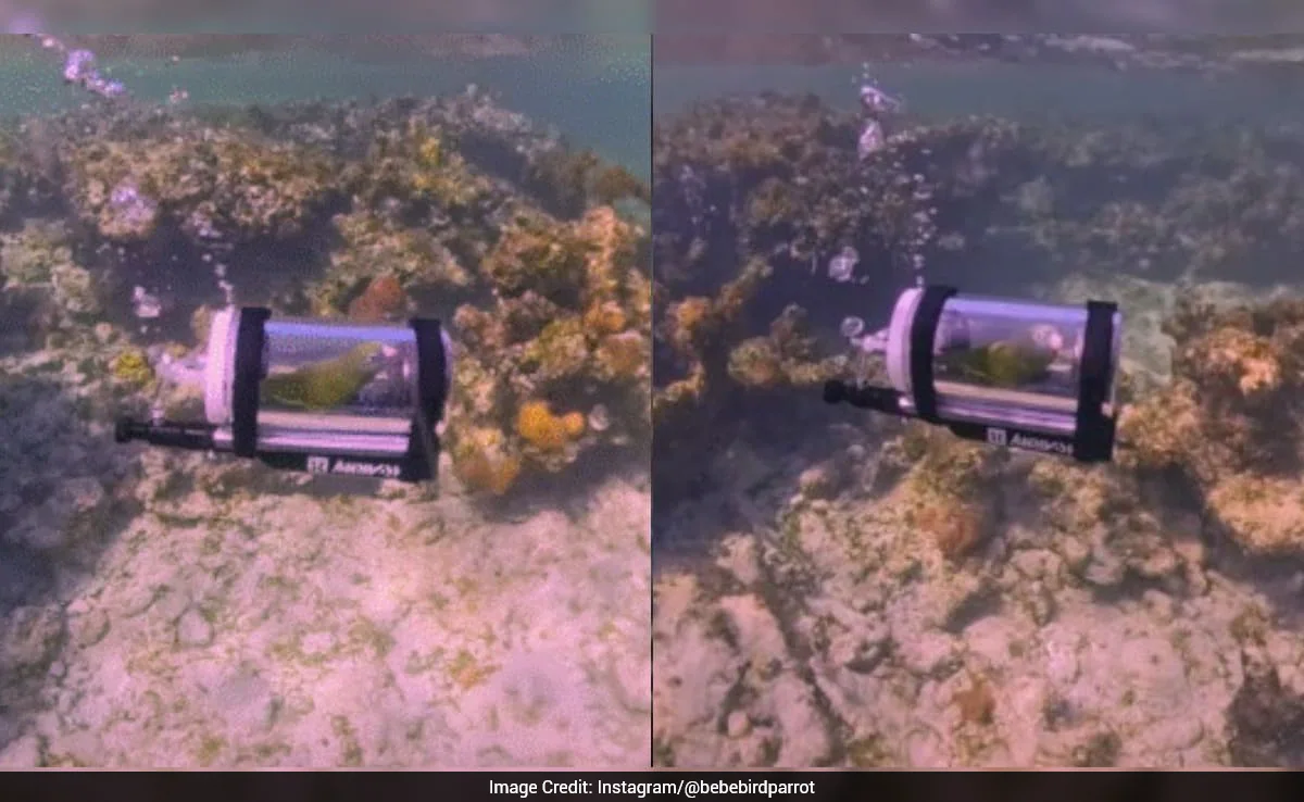 US Man Builds Mini Submarine For Pet Parakeet To Explore Bahamas