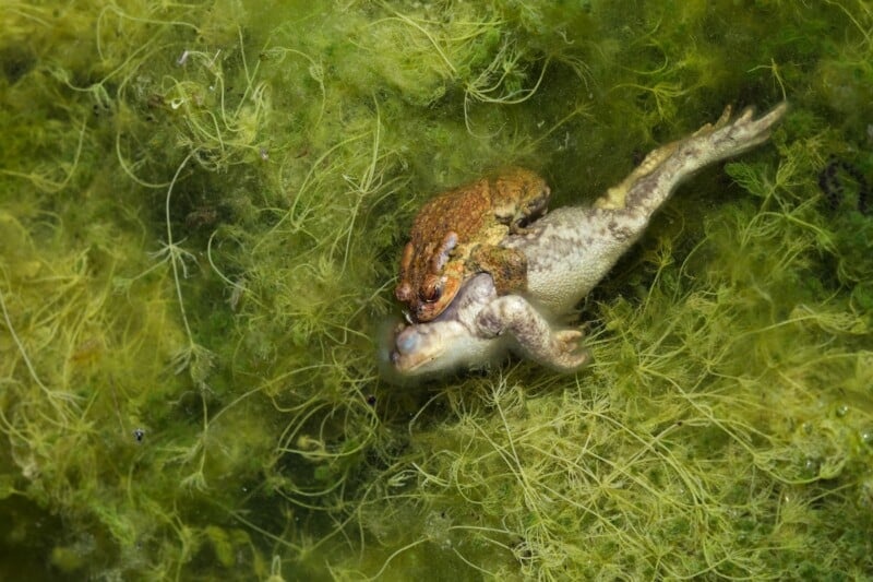 A smaller brown frog clings to the back of a larger pale frog as they float together in green, algae-filled water.