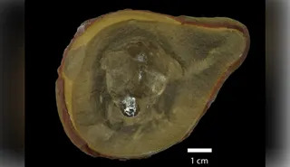 Scientists recently made new discoveries about an ancient fossil previously thought to belong to the world's oldest octopus. / Credit: University of Reading