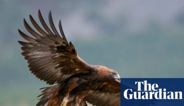 Golden eagles could be reintroduced to England after more than 150 years | Birds