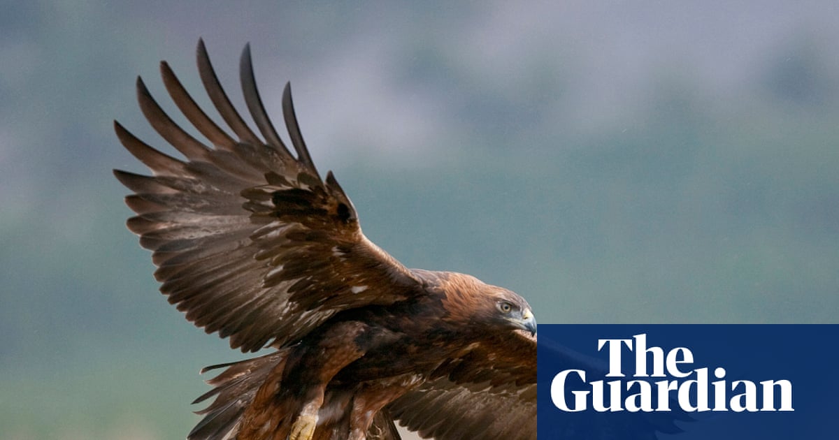 Golden eagles could be reintroduced to England after more than 150 years | Birds
